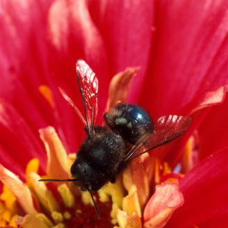 A bee gathers nectar from a flower. Bees are one of nature’s many pollinators for flowers and crops and are crucial in production for fruits and vegetables. Some of the crops pollinated by bees are apples, squash, and almonds. Honeybees are responsible for pollinating approximately $15 billion worth of crops in the U. S. each year. The U. S. Department of Agriculture (USDA) Agricultural Research Service (ARS) and Natural Resource Conservation Service (NRCS) are working on ways to mitigate the decline of