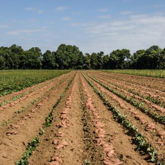 Rows of Sweet Potatoes in field