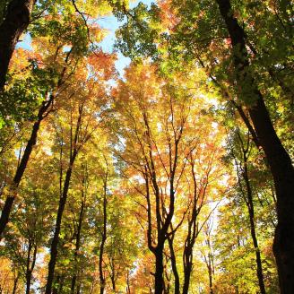 Looking up at a tree canopy in the fall.