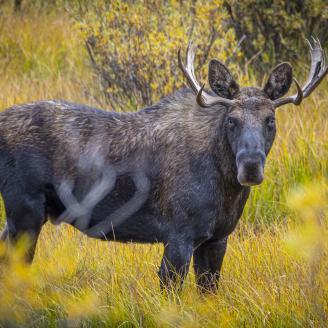 A bull moose is seen near the Twin Lakes Campground on Wisdom Ranger District of Beaverhead-Deerlodge National Forest Montana, 2019.