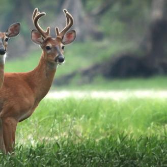 Biology Wildlife