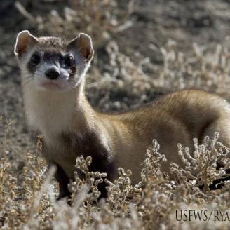 Black-footed Ferret