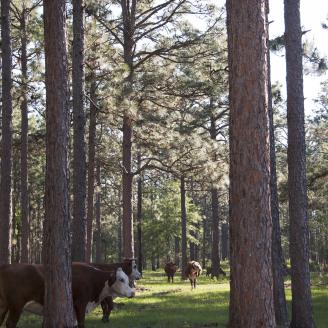 cattle with forestry