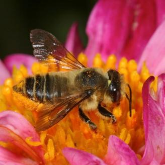 Honey_Bee