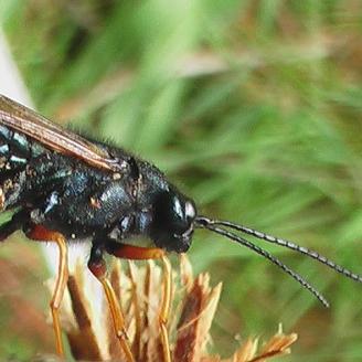 Invasive Species, Sirex Woodwasp