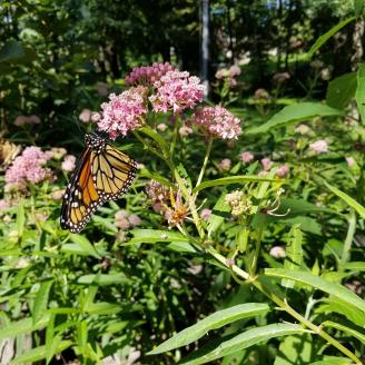 Monarch Butterfly on swamp milkweed