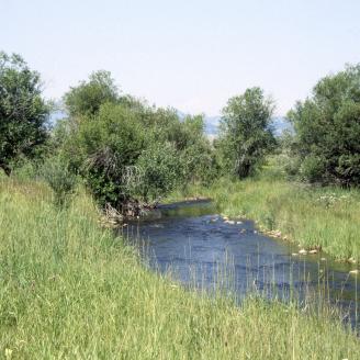 Creek with well-vegetated bank near Harrison, Montana.