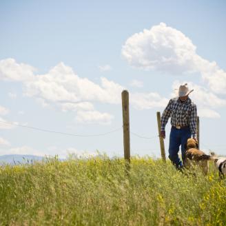 A rancher and his dogs check fence lines in open country.