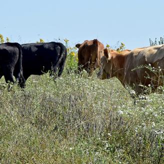 Cattle graze on southeast Iowa pasture