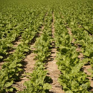 Sugar beets in a no-till cropping system in Carbon County, Montana