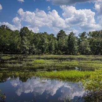 Wetland mitigation banking program