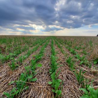 soybeans and a cover crop field