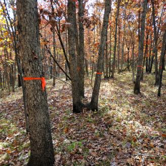 Trees marked in forest