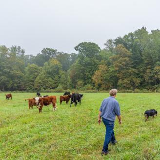 Jerry Bates checks on his cows grazing at his beef cattle operation in Cloverdale, IN 