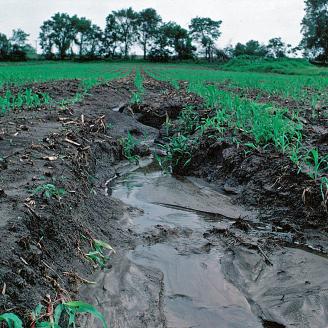 Erosion washes away farmland in Iowa corn field.