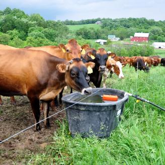 Cows drinking water on Iowa dairy farm.