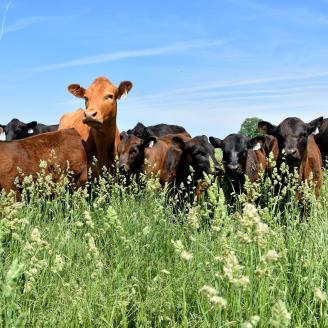Livestock graze in southern Iowa.