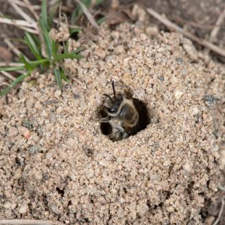A bee nests in a hole in the ground. 