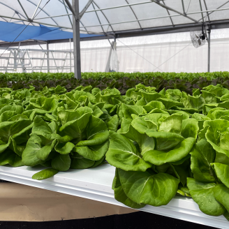 Lettuce growing at Virgin Islands Fresh Ministries aquaponics farm in St. Croix, USVI, 14 July 2022. 