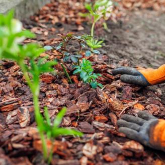 A pair of hands wearing garden gloves smooths down mulch around plants. 