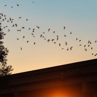 bats flying over a building in front of a sunset