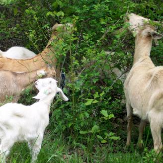 Goats help manage brush 