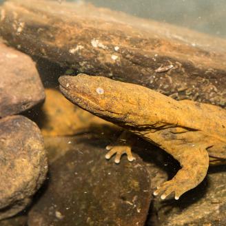 Hellbender Salamander
