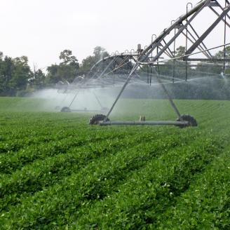 Pivot irrigation running over crops