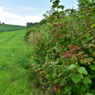 Highbrush cranberry along farmland in Iowa