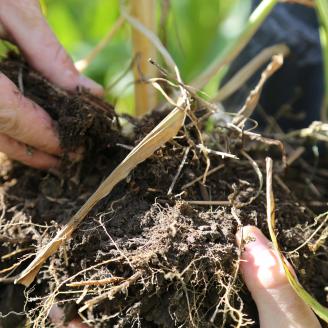 healthy soil clod with roots