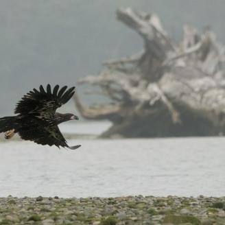 An eagle flies over a waterway near La Push, Washington. 