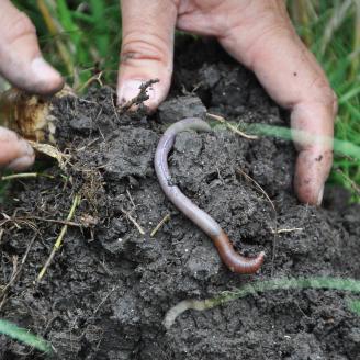 Hands in soil with a worm