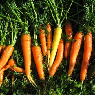 Carrots in Alaska