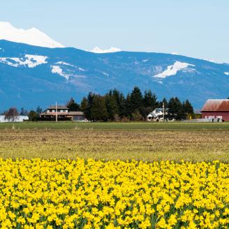 Blooming daffodil fields in Skagit valley with Mount Baker at the bakground