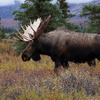 A moose in Alaska