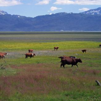 Cattle grazing in Alaska