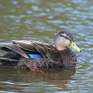 An American Black Duck swims through the water. 