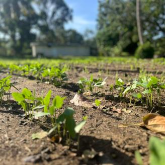 Tropical Cover Crop Demonstration Plot at ESD office at Mayagüez, Puerto Rico, three weeks after planting and Hurricane Fiona.