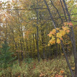 Forest opening created to provide habitat for song birds in Cheboygan County.