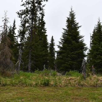 Trees and grass in Alaska