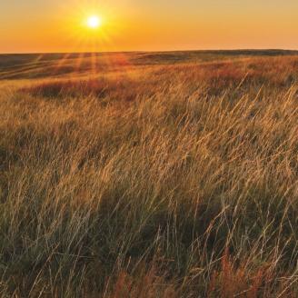 Image of grasslands with a setting or rising sun on the horizon.