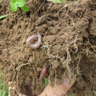 Photo of healthy soil with roots earthworms