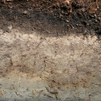 An example of a hydric soil. 