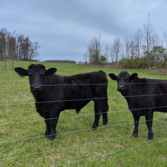 Grazing