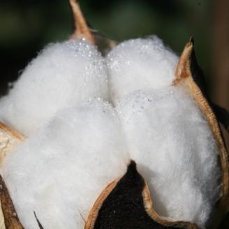cotton