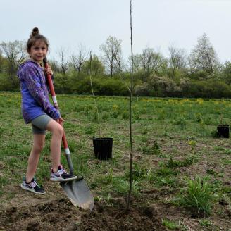 Tree planting