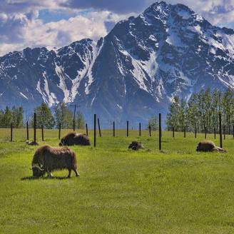 Musk Ox graze on pastureland with a mountain in the background.