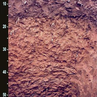 Peckmanton soil photo.