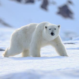 A polar bear in Alaska
