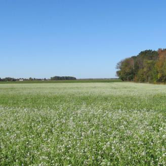 Cover crop on field in Bay County.